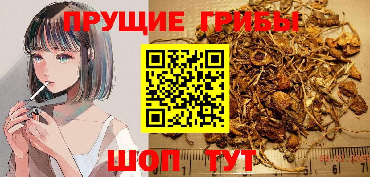 Галлюциногенные грибы Psilocybe Клин